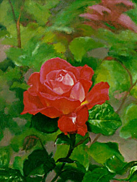 Dorothy's Rose